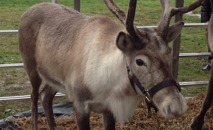 Image of Santa's Reindeer Visit Belfield